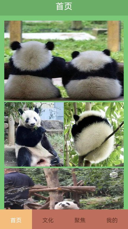 熊猫滚滚乐app 熊猫滚滚乐app