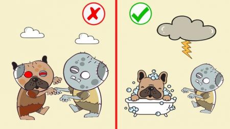 拯救狗狗们Save The Dogs 拯救狗狗们Save The Dogs