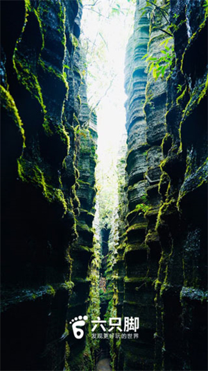 六只脚 六只脚