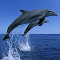 海洋生物大作战