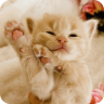 可爱猫咪拼图游戏