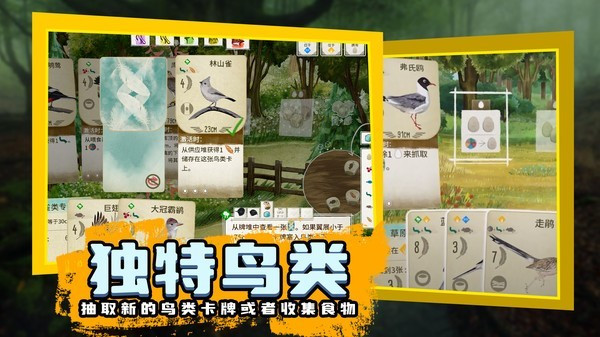 鸟类观察家 鸟类观察家