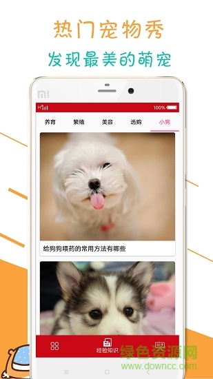 宠物狗狗百科 宠物狗狗百科