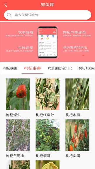 枸杞掌中宝 枸杞掌中宝