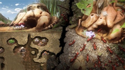 小小蚁窝 小小蚁窝