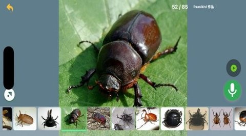 昆虫问问官方版 昆虫问问官方版